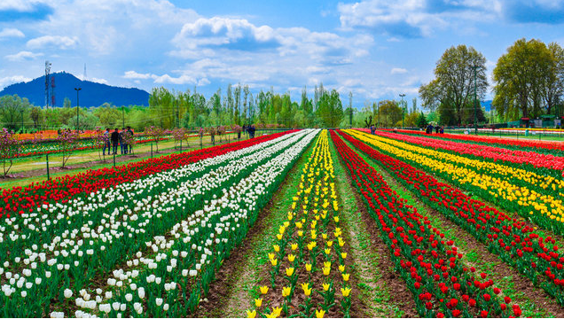 Kashmir spring tulip garden bloom – ideal season for honeymoon couples